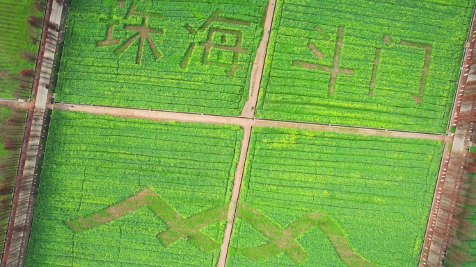 4k珠海斗门乡村振兴油菜花花海航拍