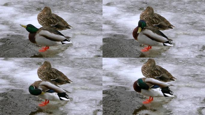 鸭子在冬天在冰冻的水上野生。