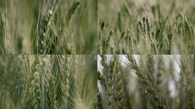 小麦 小麦灌浆期 麦穗