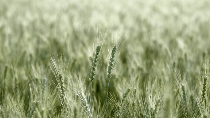 小麦 小麦灌浆期 麦穗