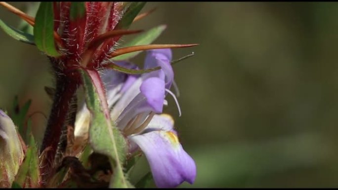 浅粉色沼泽barbel或Hygrophila auriculata花