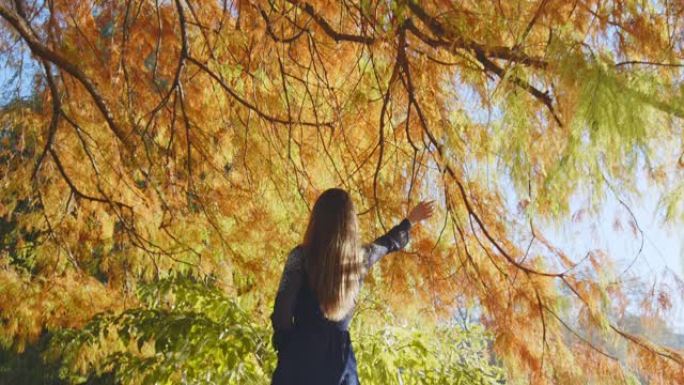 一个穿着蓝色连衣裙的女孩在4k秋天在公园里散步，抚摸一棵树。