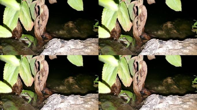 绿蛙坐在池塘里呱呱叫夜拍