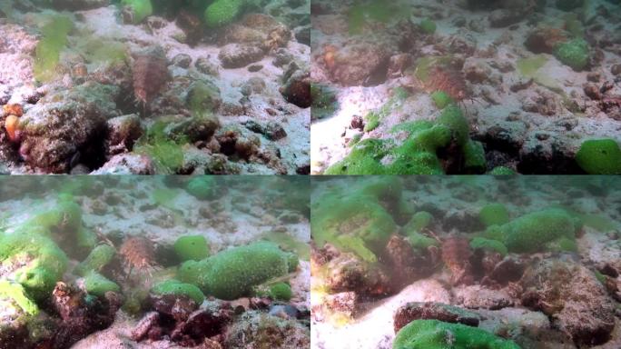 绿海粘泥中的小龙虾和贝加尔湖水下的小龙虾。