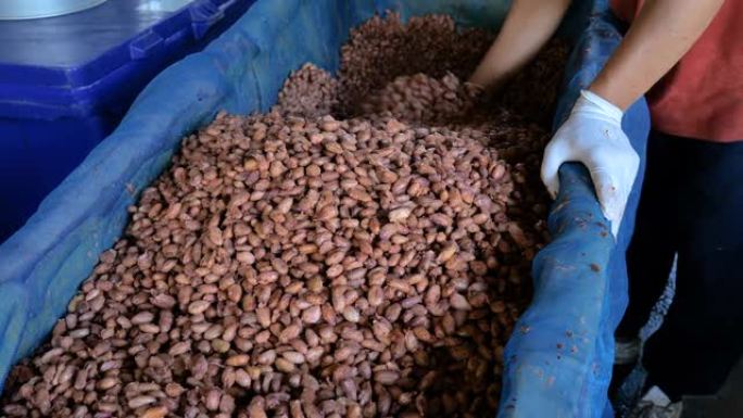 在木桶中发酵的可可豆的温度测量，以保持可可风味的质量，可可豆在木箱中发酵以开发巧克力风味。