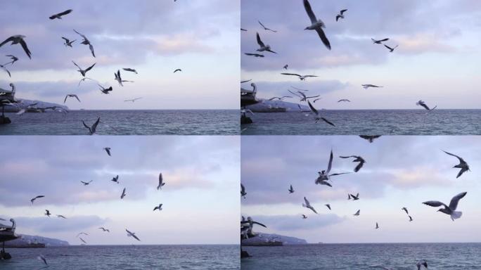 有飞行海鸥和过往船只的海景