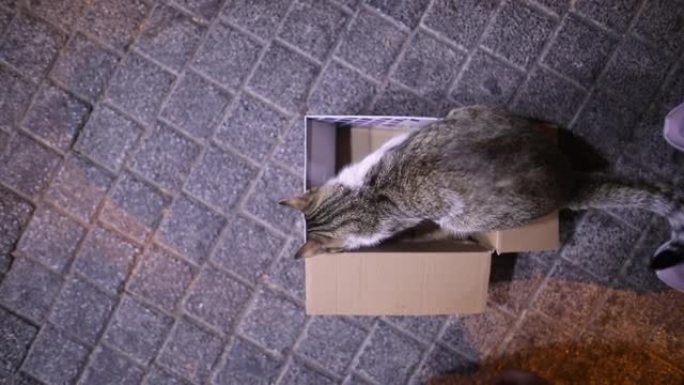 猫在户外玩纸箱