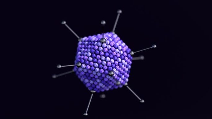腺病毒.腺病毒用于基因治疗和作为表达外源抗原的疫苗。
