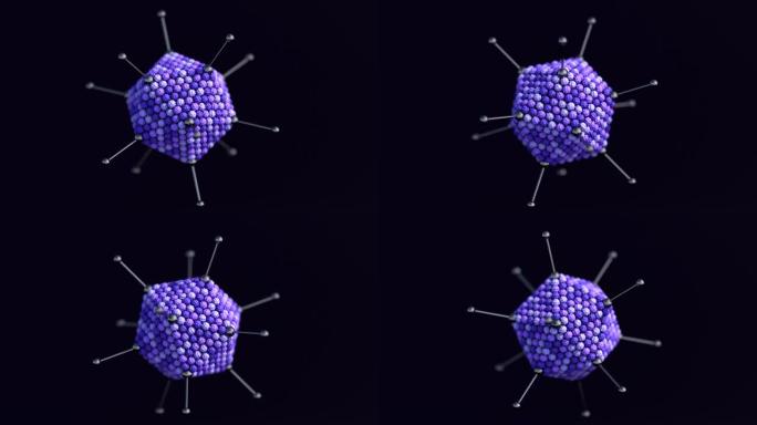 腺病毒.腺病毒用于基因治疗和作为表达外源抗原的疫苗。
