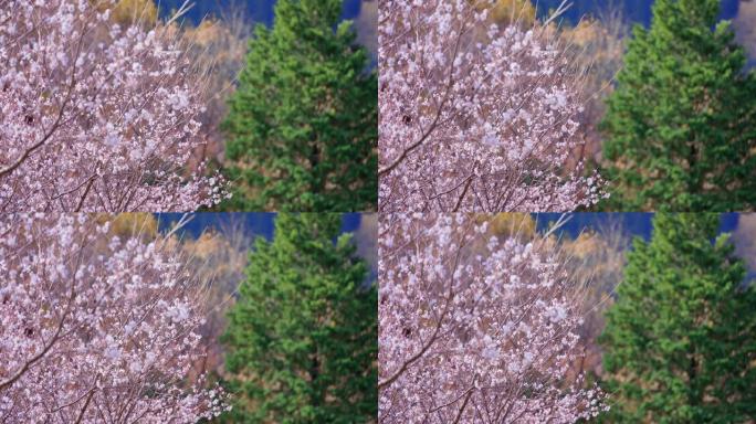 山上已经开始开花的樱桃树