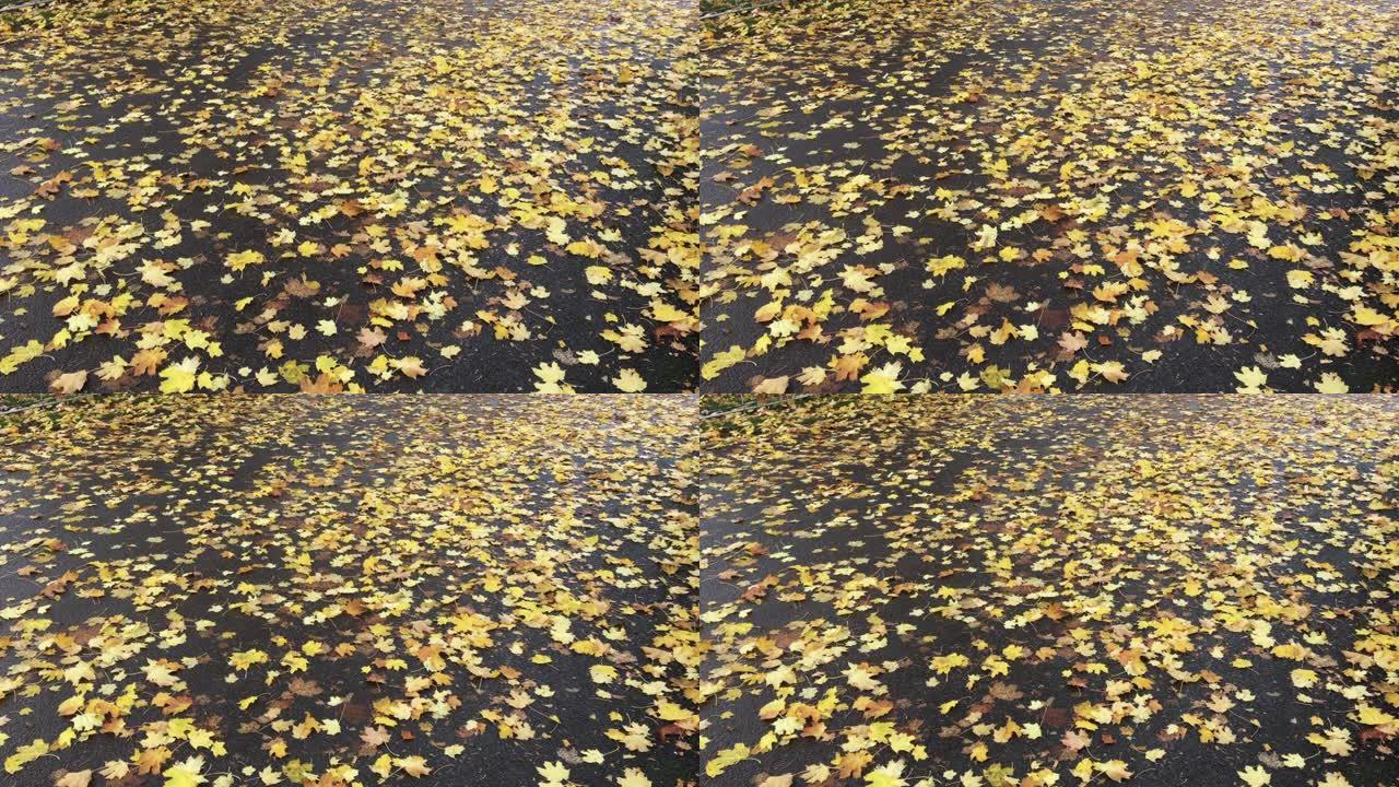 这条路几乎完全被掉落的黄色枫叶覆盖，更多的是从与它们玩耍的风中掉落。
