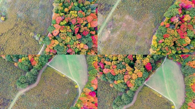 加拿大奥克维尔秋季空中勃朗特溪省立公园