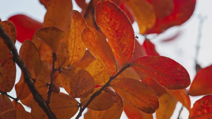 秋天的橙色叶子细节13