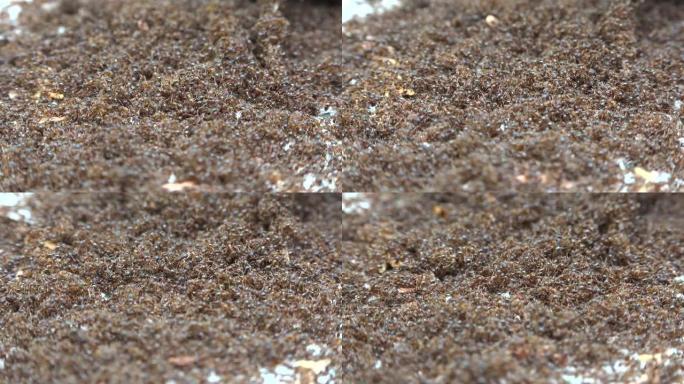 蚂蚁群覆盖了整个表面