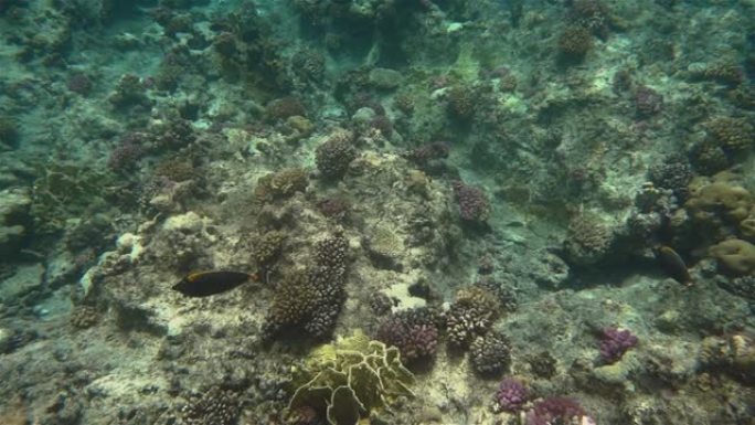 红海生动的珊瑚鱼
