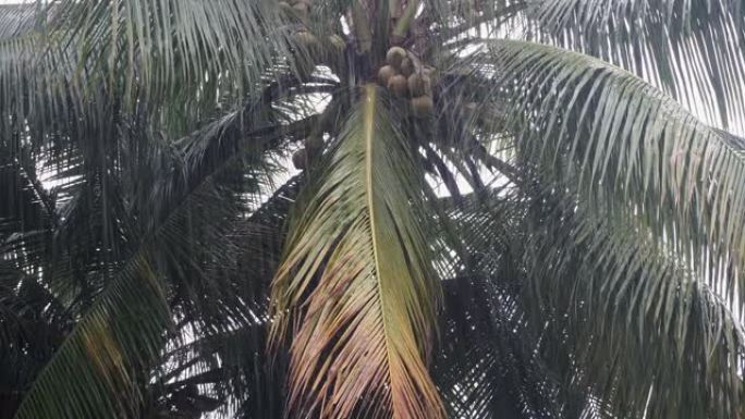 热带大雨下的大棕榈树。雨林中的风暴