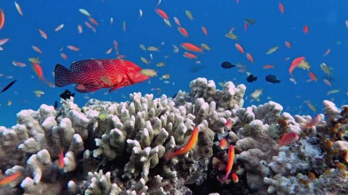 珊瑚礁中的海洋生物