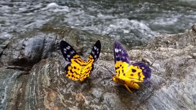 黄蝴蝶属，飞蛾属