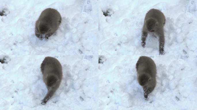 冬季日本地高谷公园的慢动作日本雪猴猕猴