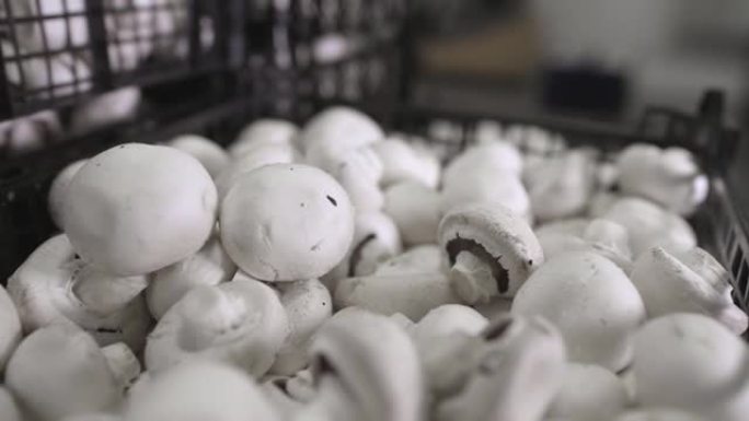 一束塑料篮子里的白蘑菇。蘑菇农场。香菇的种植。生食和素食主义。健康食品