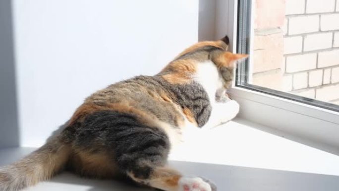 可爱的猫在窗台上玩一个柔软的小玩具。三色猫