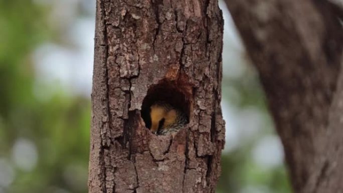 鸟巢里的啄木鸟宝宝。campo flicker (Colaptes campestris)，啄木鸟科