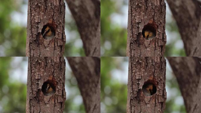 鸟巢里的啄木鸟宝宝。campo flicker (Colaptes campestris)，啄木鸟科