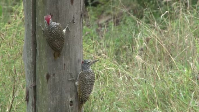雄性和雌性啄木鸟互相帮助在原木上钻孔
