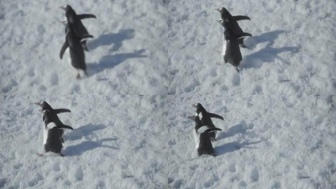 南极洲-在雪地里行走的Gentoo企鹅 (Pygoscelis Papua)
