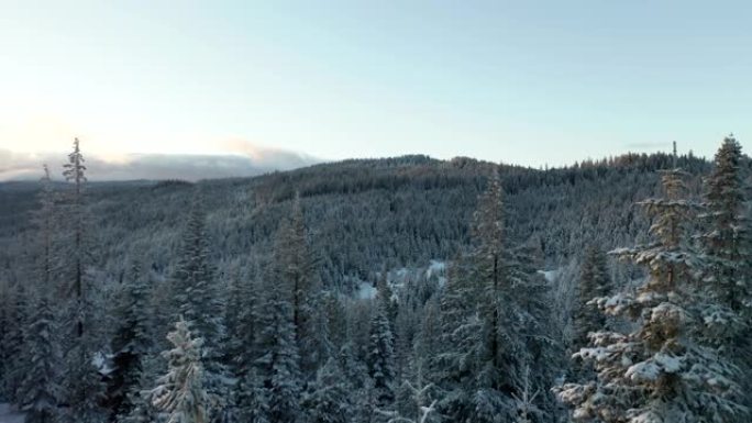 4k鸟瞰图在白雪皑皑的森林中向后移动穿过树顶