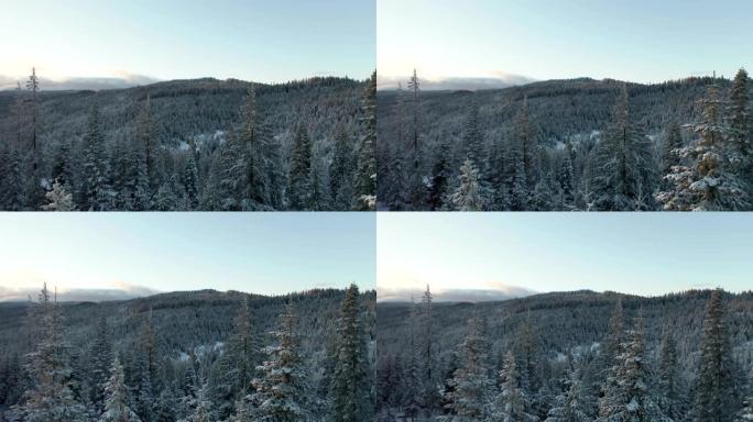 4k鸟瞰图在白雪皑皑的森林中向后移动穿过树顶