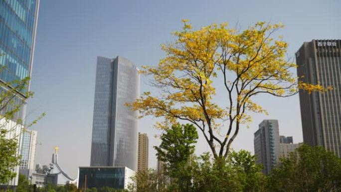 阳光明媚的日子杭州市中心华丽的树慢动作全景4k中国