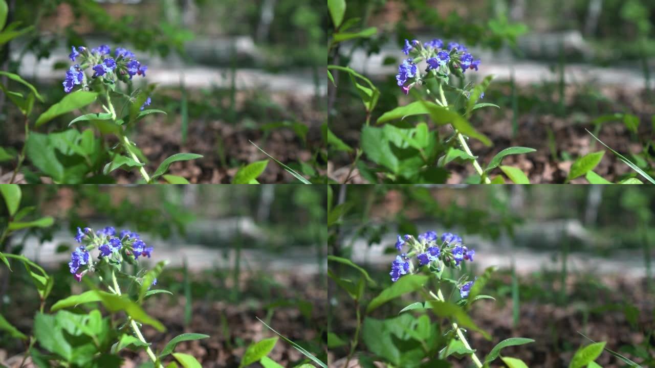 类似铃铛的蓝色花朵在绿叶的背景上摇曳。美丽的花朵在风中摇曳