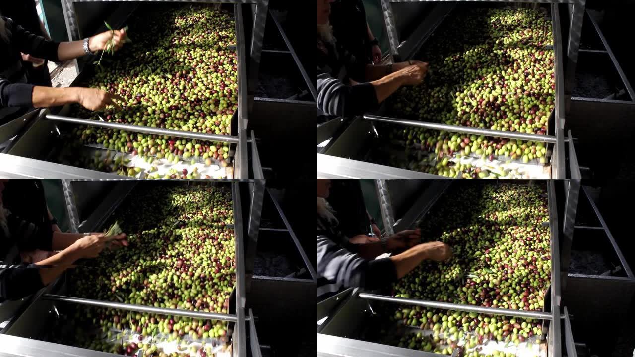 在特级初榨橄榄油生产过程中，橄榄油厂传送带上的橄榄