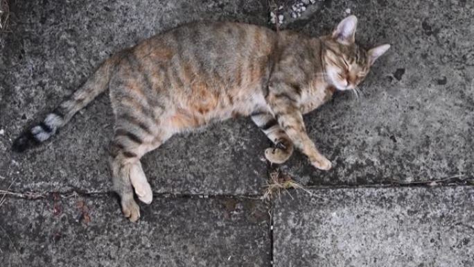 在垃圾水泥路面上铺设时，虎斑猫发出呼噜声，用爪子揉捏