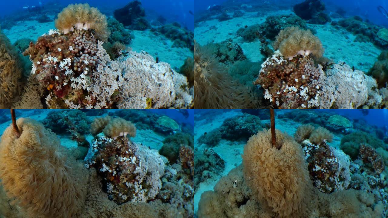 台湾海底礁美丽的软珊瑚群落
