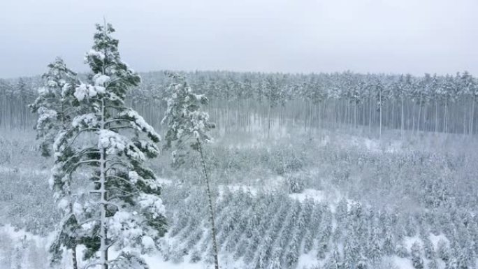 沿着白雪皑皑的冬季森林全景
