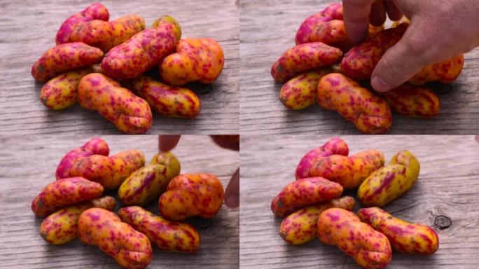 Olluco (Ullucus tuberosus)，一种来自安第斯山脉的异国情调和色彩鲜艳的根茎作