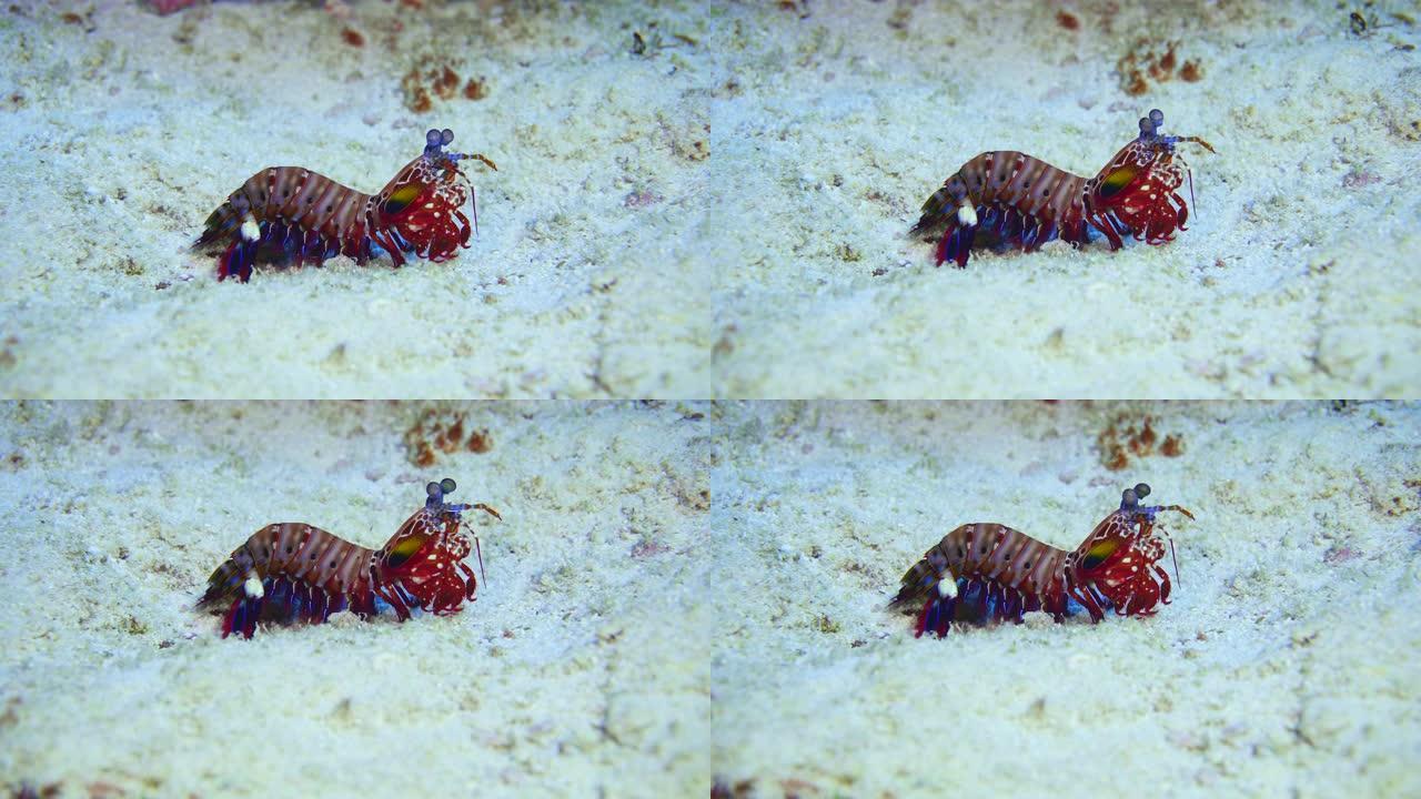 孔雀螳螂虾在礁石附近行走