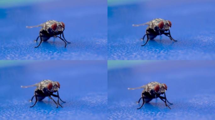 Cyclsustipha亚目中的家蝇 (家蝇) 宏观摄影和蓝色背景上的镜头。