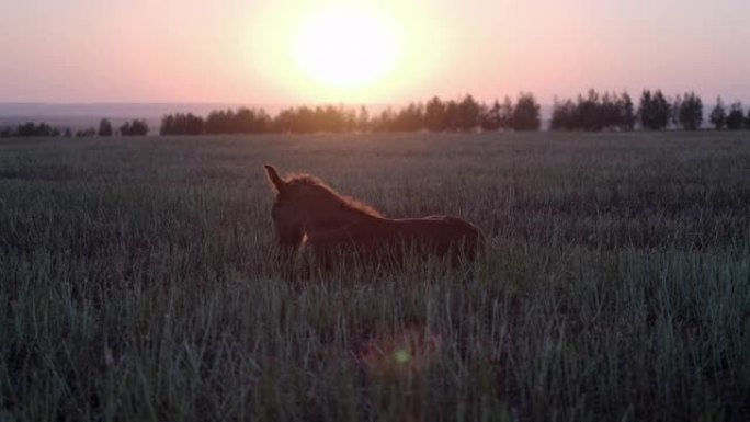 野马驹在日落时分在田野上休息，小马