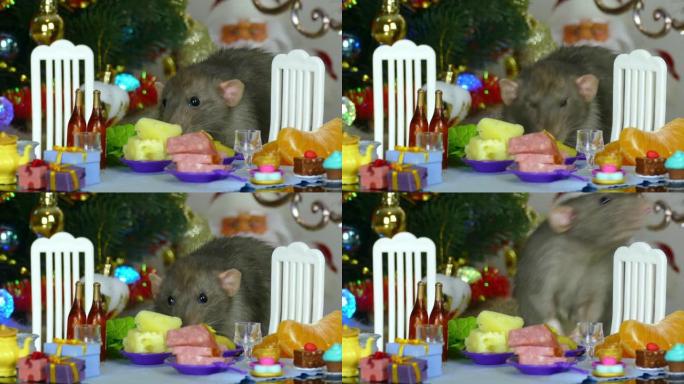 老鼠在圣诞节的节日娃娃桌上
