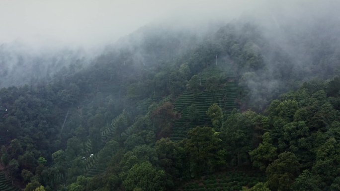 航拍茶山  大自然 山雾缭绕 烟雨蒙蒙