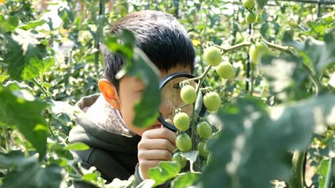 聪明的男孩用放大镜看着番茄植物