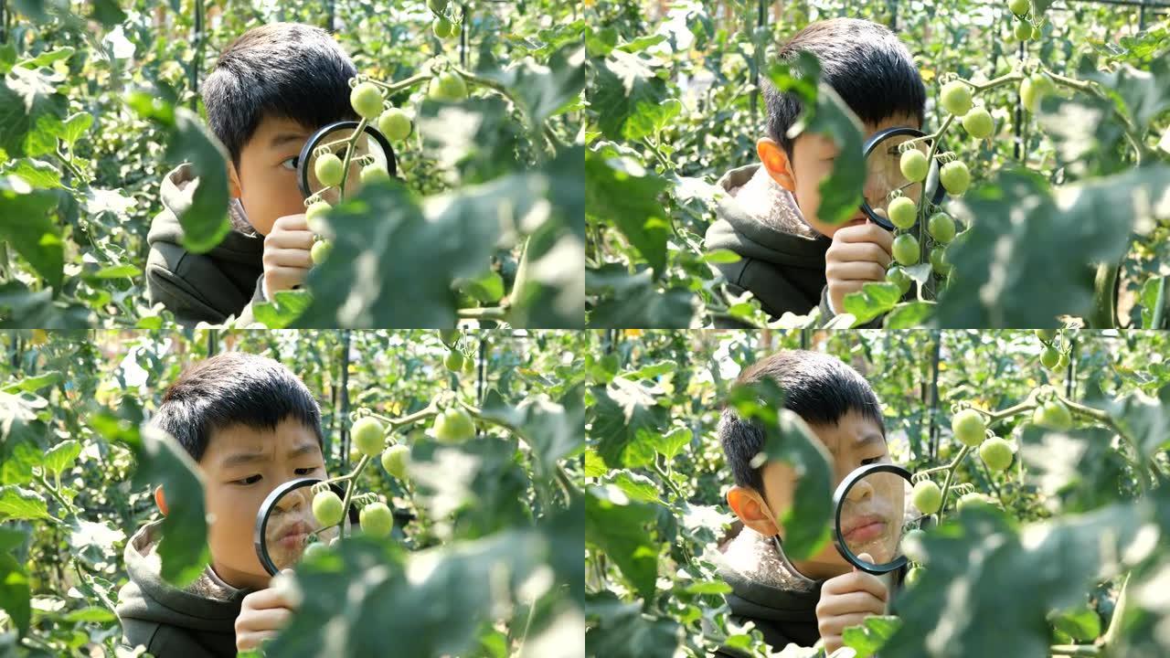 聪明的男孩用放大镜看着番茄植物