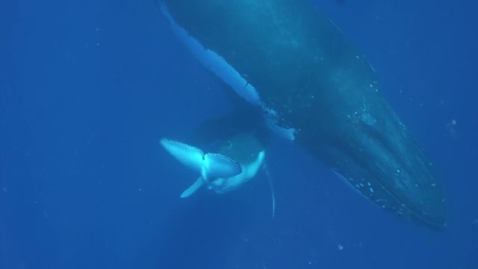 年轻的座头鲸小牛躲在太平洋的母亲水下。