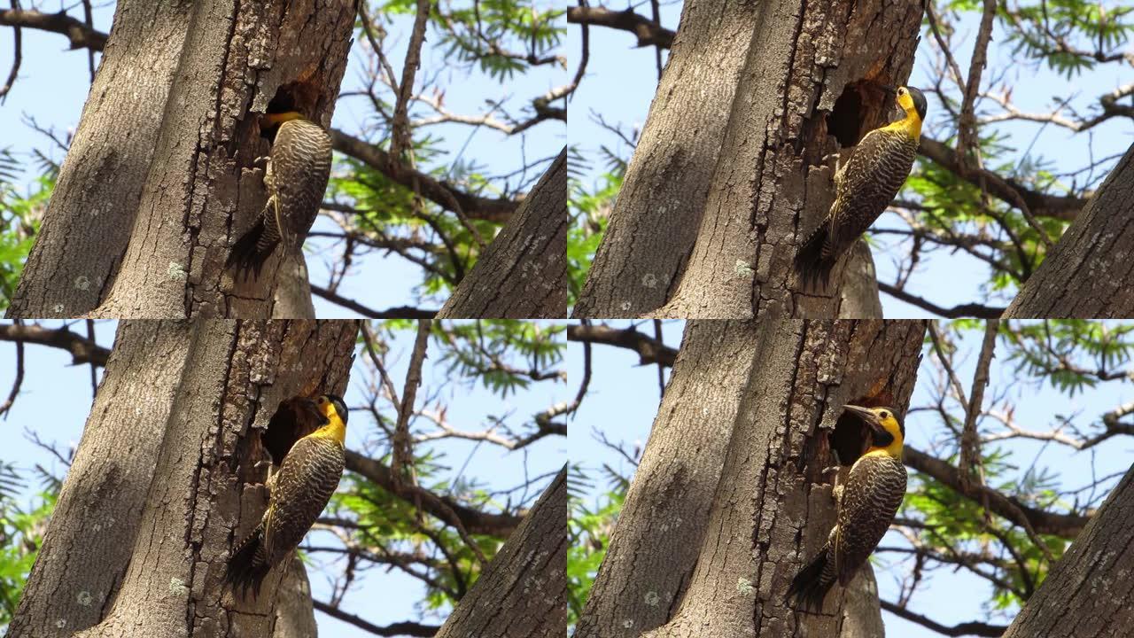 campo flicker (Colaptes campestris) 啄木鸟用尾巴作为支撑，以照顾