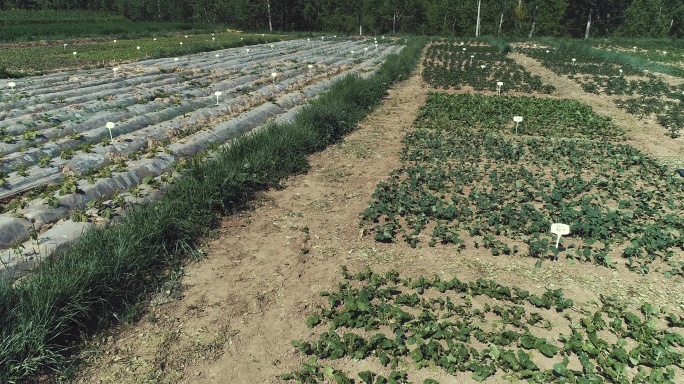 海东平安 三合镇 新安村 试验田