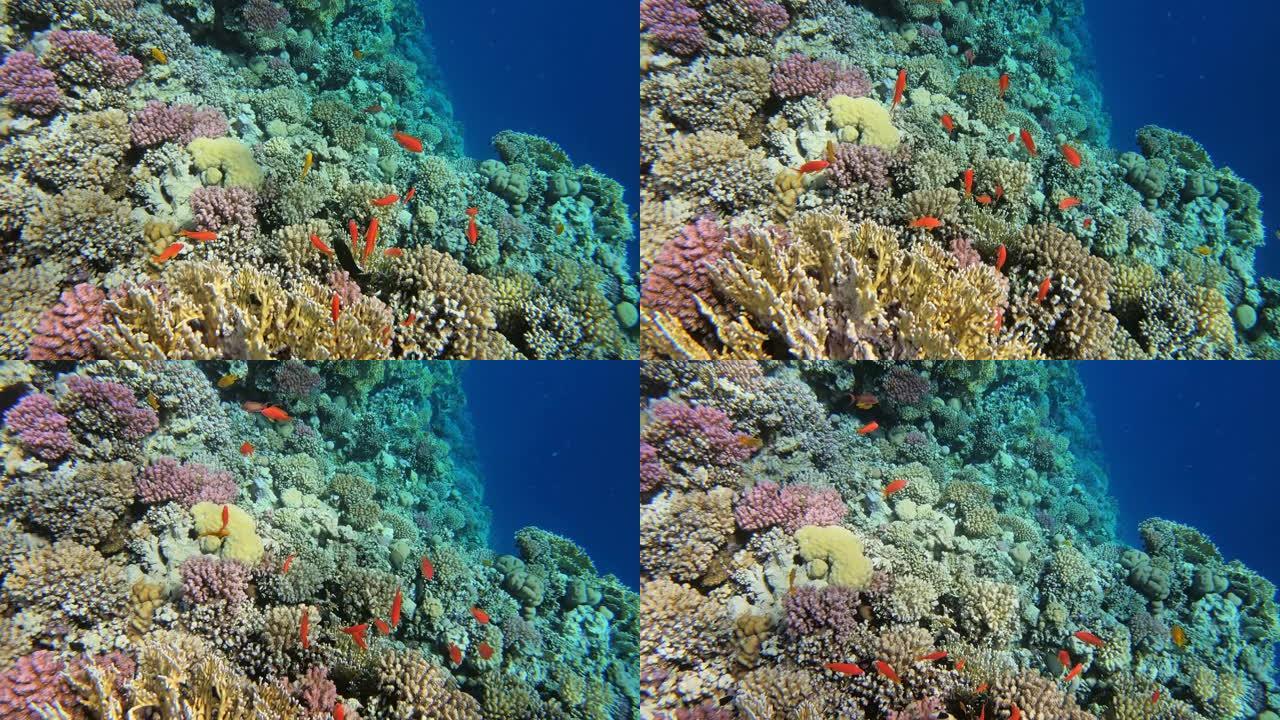 许多红色的小鱼在红海的珊瑚中游泳