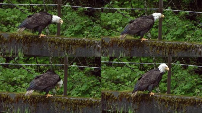 白头鹰吃一块坐在石墙上的肉。